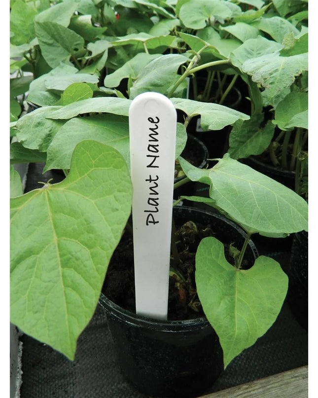 Étiquettes blanches pour plantes 20cm lot de 20