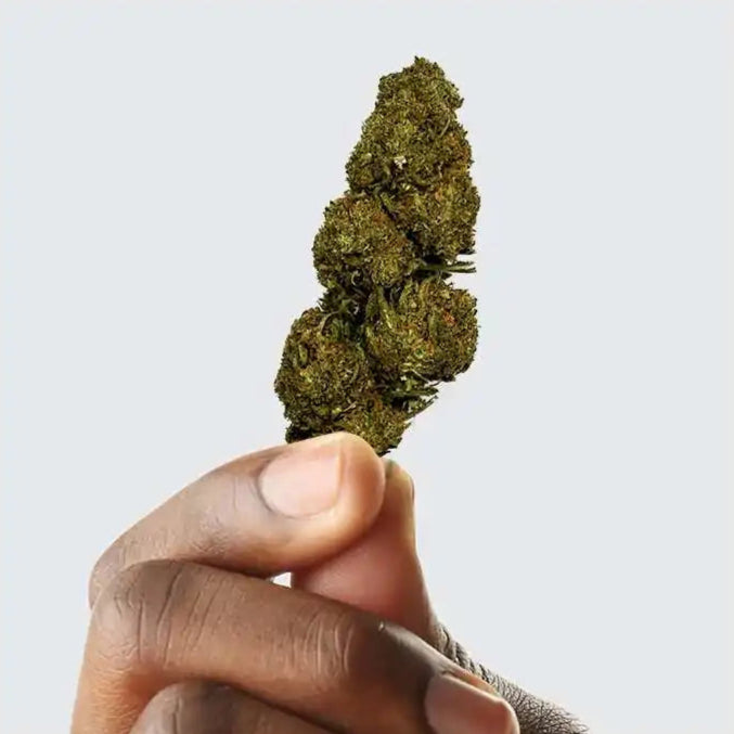 Fleur de CBD - BLUEBERRY