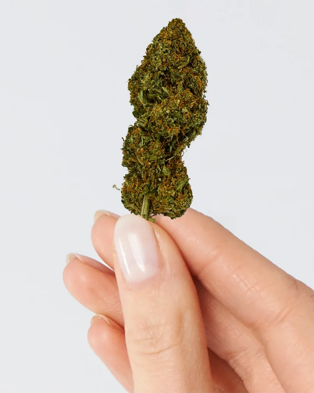 Fleur de CBD - CANDY KUSH