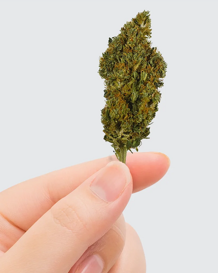 Fleur de CBD - SHERBET