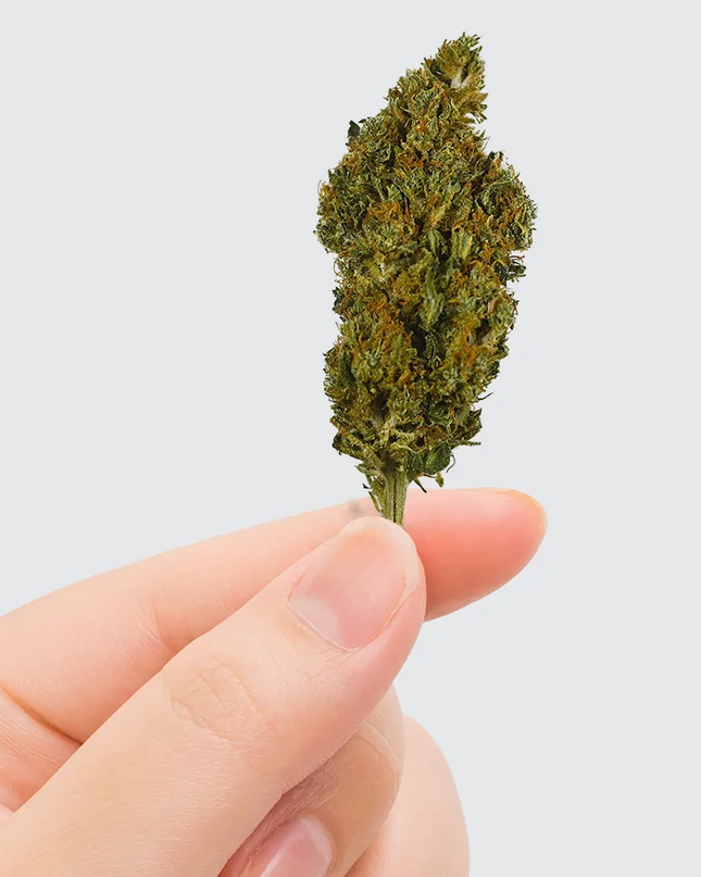 Fleur de CBD - SHERBET