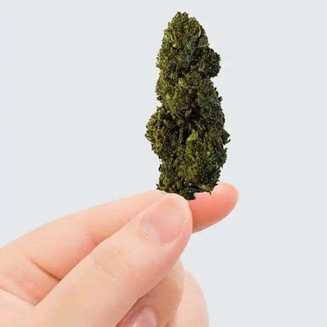Fleur de CBN/CBC - GELATO