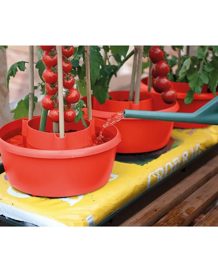 Halos de plantes (lot de 3) rouge
