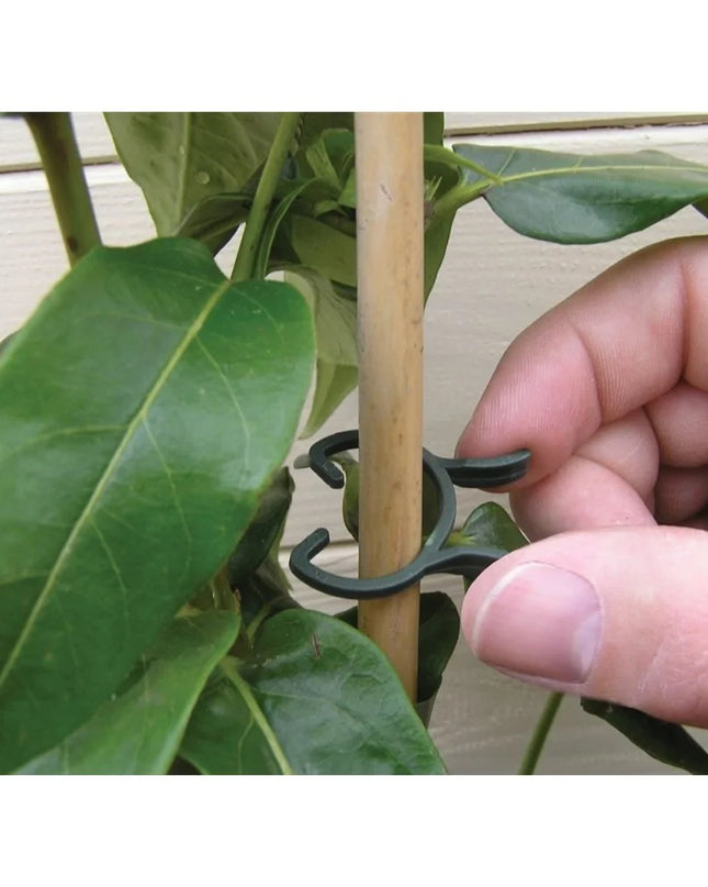 Pinces à plantes 2 tailles lot de 50