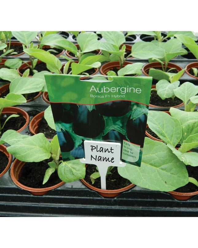 Pinces Étiquettes en T unies blanches lot de 10