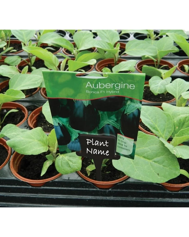 Pinces étiquettes en T unies noires Lot de 10