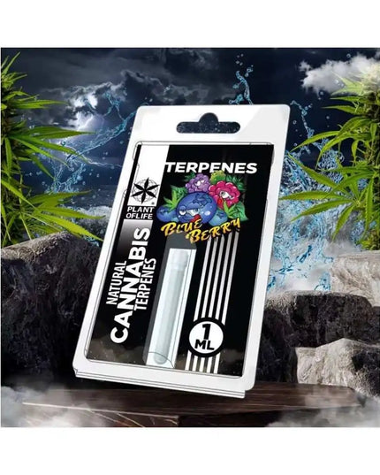 Terpène Blueberry Diesel | PLANT OF LIFE